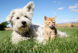 cat and dog sit together on grass