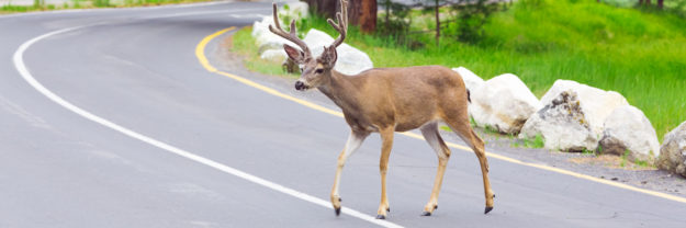 Deer crossing the street with upcoming car.