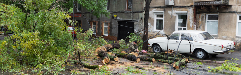 A classic car parked after a hurricane with a felled tree.