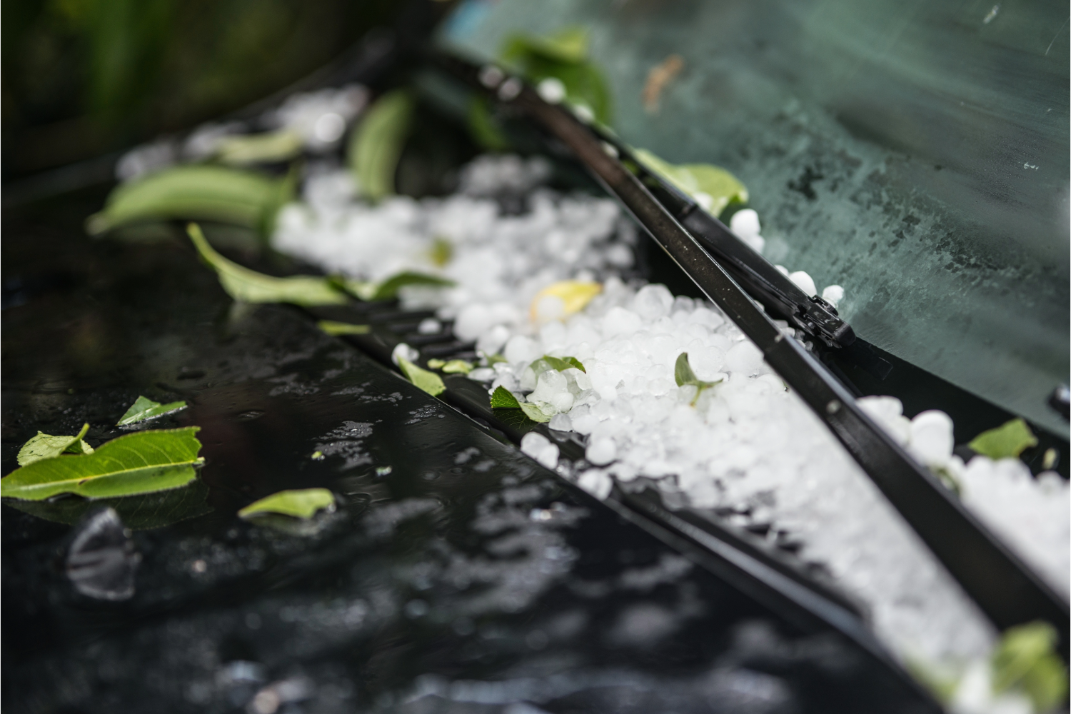 Large hail ice balls on car hood with leaves.